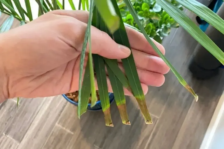 Reasons why the Majesty Palm has brown tips (and solutions).  –ISBUZZLE