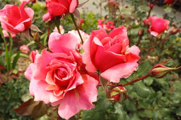 Rosa Duet