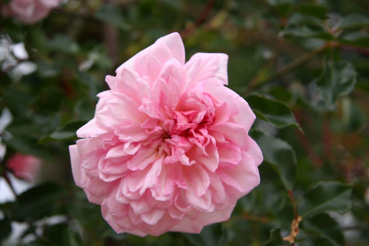 Rosa Francois Juranville