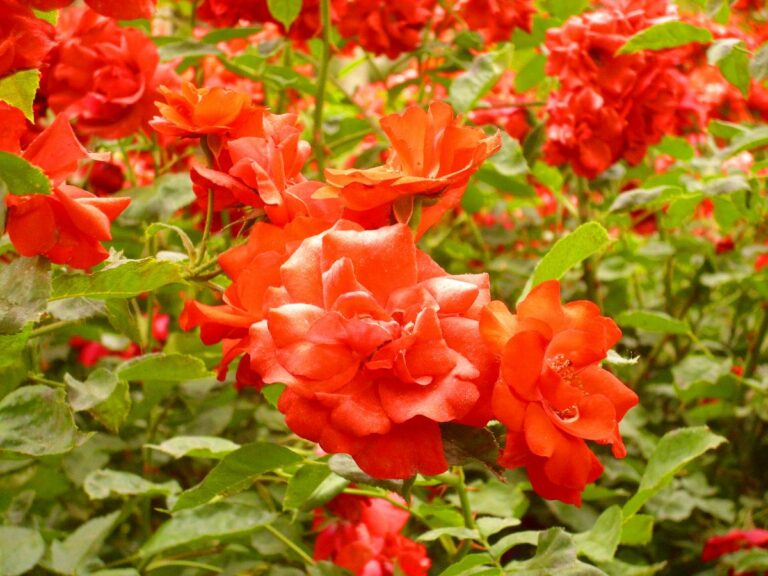Rosa La Sevillana