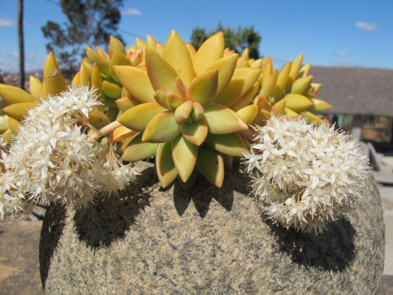 Sedum nussbaumerianum