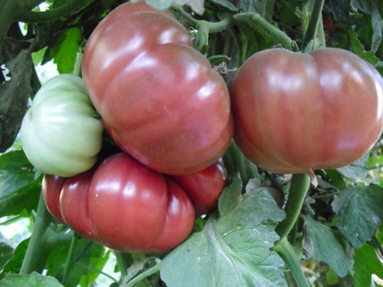 Tomates Tres cantos Fuente_ Evogarden