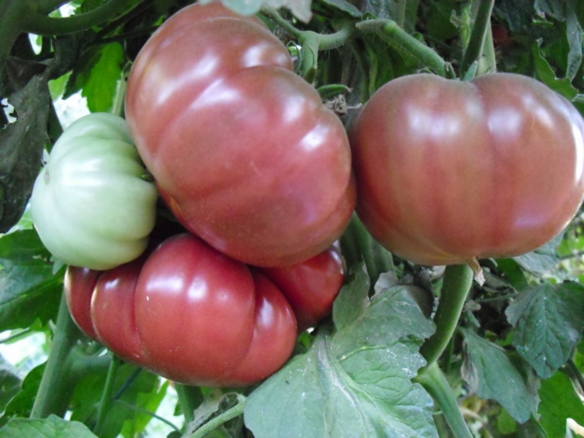 Tres cantos tomatoes Source_ Evogarden