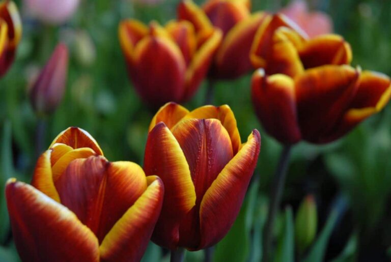 Tulip&aacute;n Abu Hassan Fuente_Organic bulbs