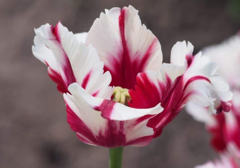 Tulip&aacute;n Estella Rijnveld