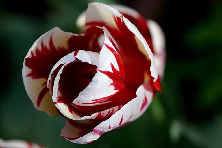 Tulip&aacute;n Rembrandt