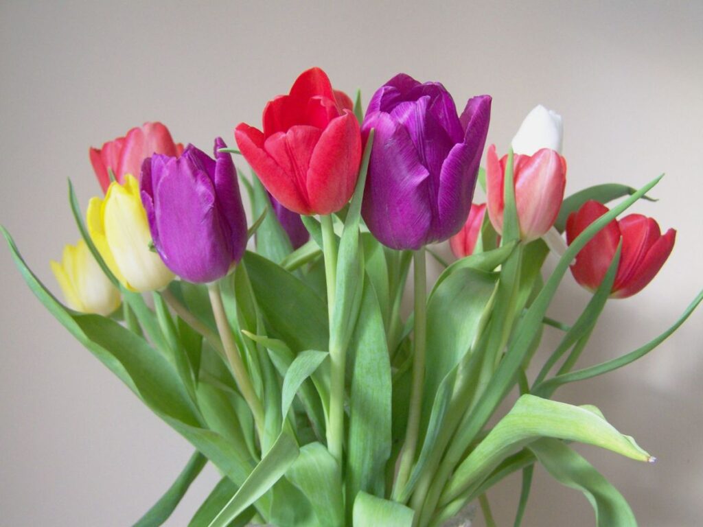Variedades de tulipanes