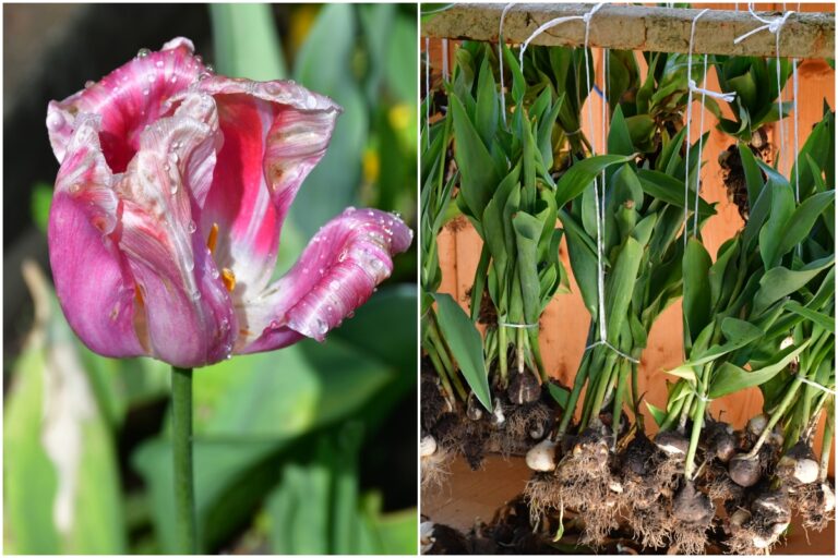 What to do with tulips after flowering?  Increase or leave?  –ISBUZZLE