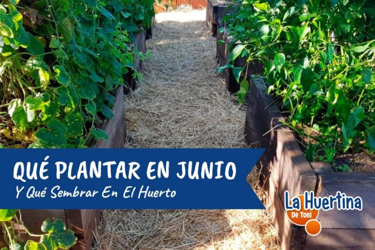 que plantar en junio