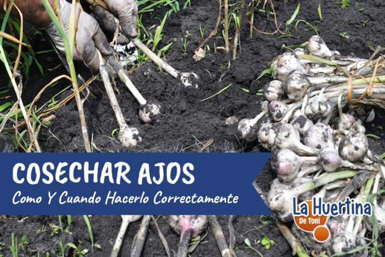 cuando se recogen los ajos