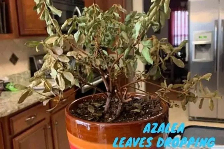 Why are my azalea leaves falling off?  (And How To Fix It) – ISPUZZLE