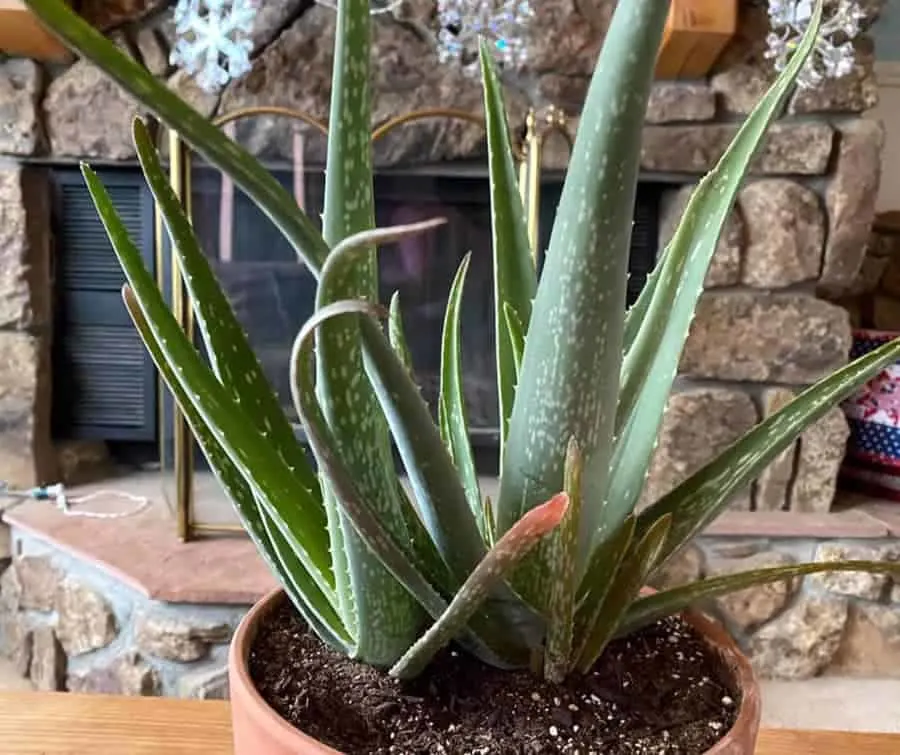 Why are the tips of my aloe plant drying out?  (And How To Fix It) – ISPUZZLE