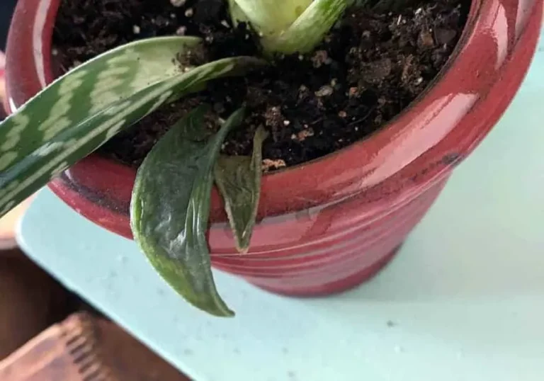 Why is my Aloe Vera plant turning dark green?  (And How To Fix It) – ISPUZZLE