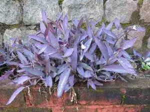 benefits of purple heart plants