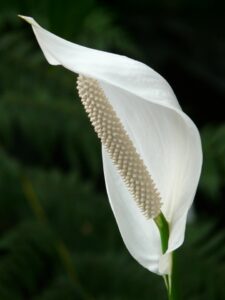 a peace lily