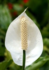 a peace lily
