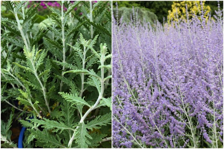 10 Things You Should Know About Russian Sage (Perovskia) - ISPUZZLE