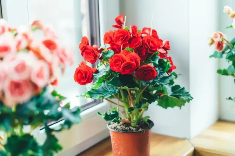 10 plants that are better watered than overwatered
