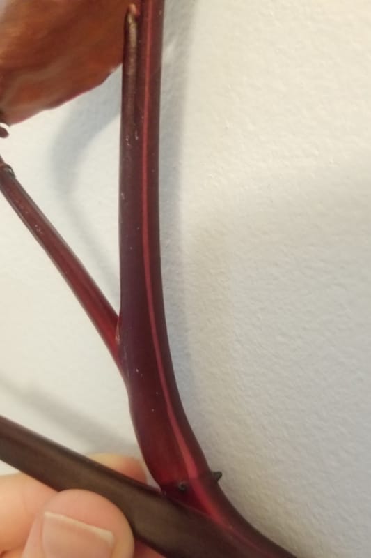 The connection between the stem and the leaf is called the leaf node.