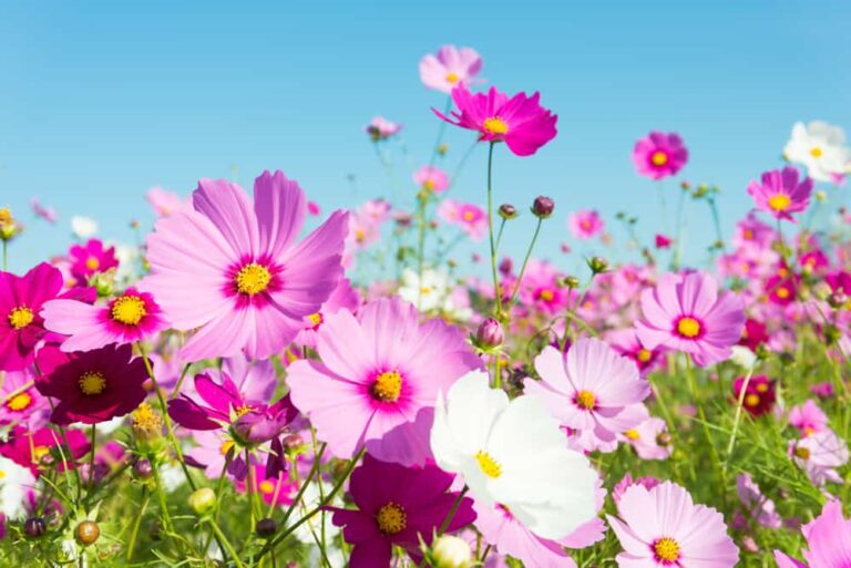 How to Grow Cosmos: Drought Tolerant Summer Beauty