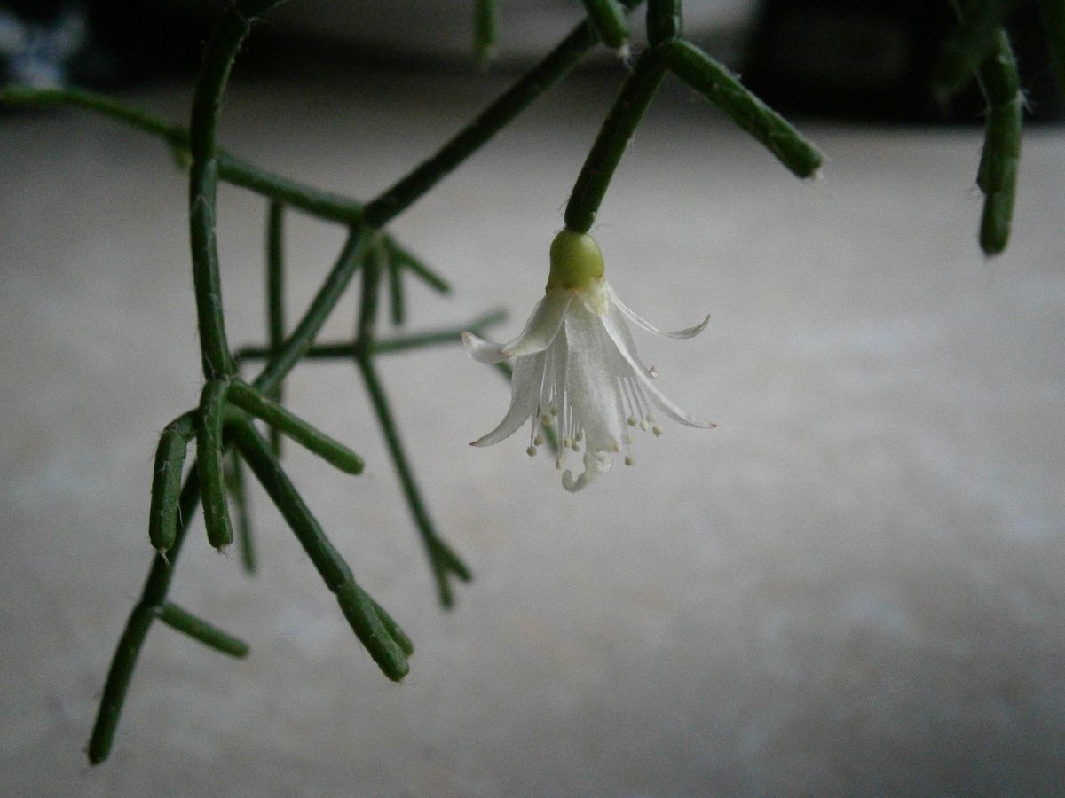 How are the flowers on this hanging cactus?