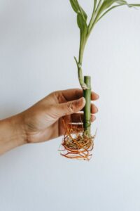 a lucky bamboo