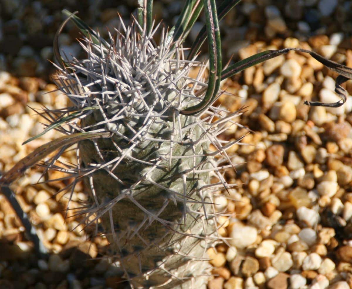 palm succulent plant