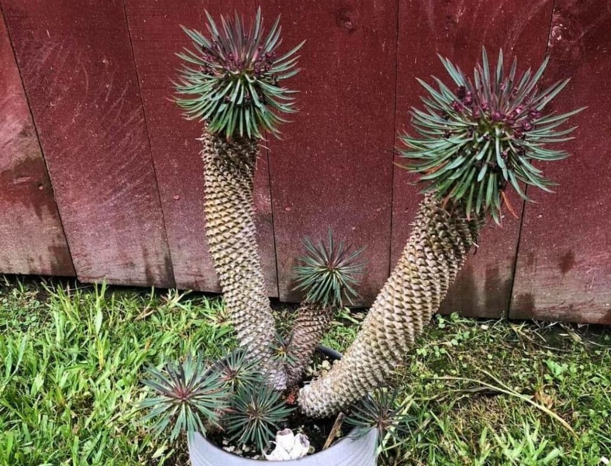 Pachypodium geayi Source_Pl@nNet
