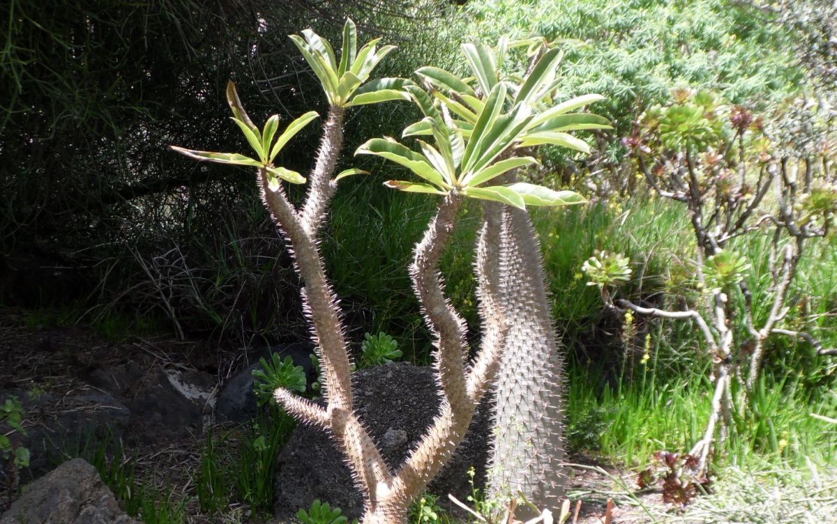 succulent palm