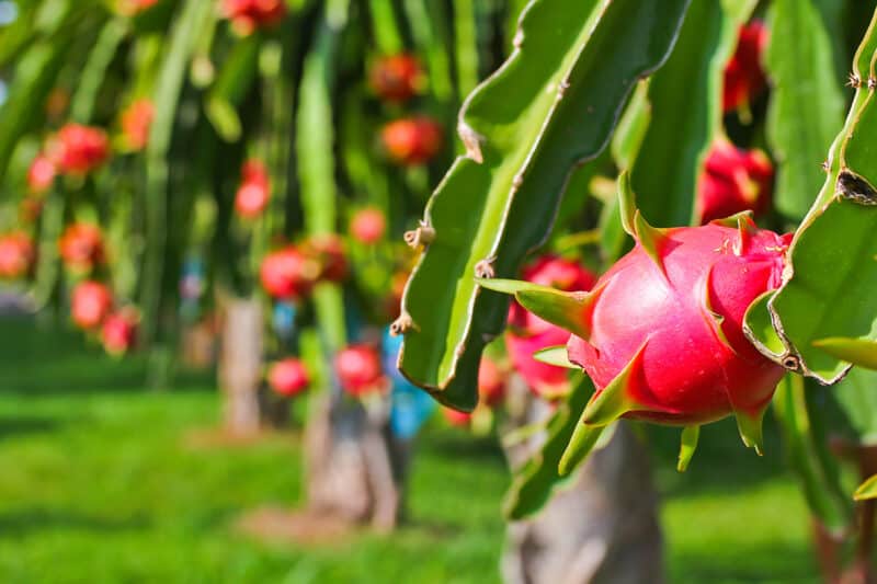 grow dragon fruit