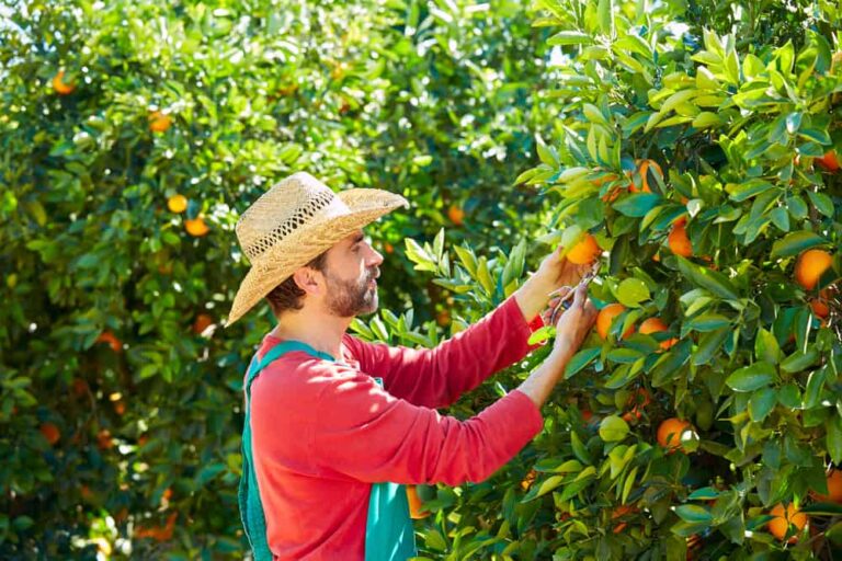 11 fast-growing fruit trees for a quick harvest