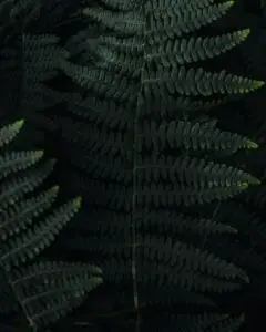 a boston fern