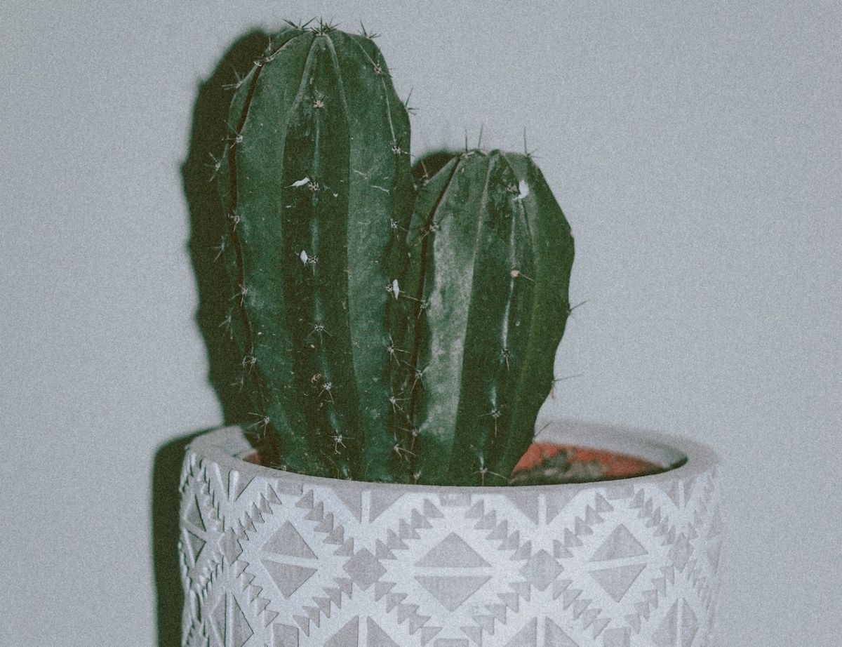 Reproduction of branched cactus