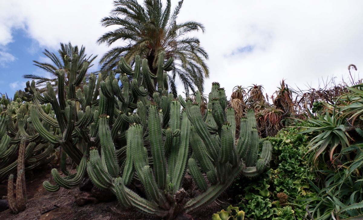 branched cactus