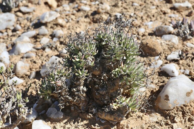 Tylecodon es de crecimiento lento