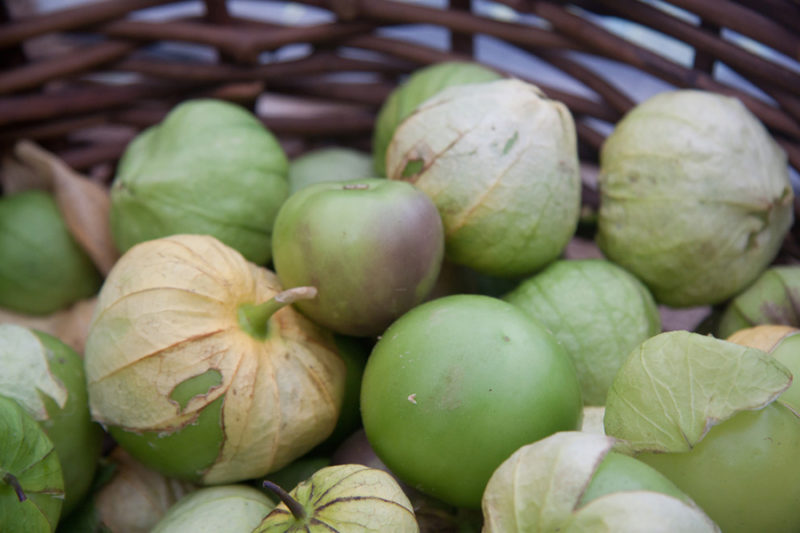 Harvested tomatillos