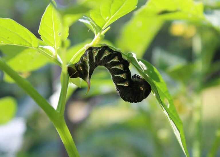 14 Potential Problems When Growing Tomatillos