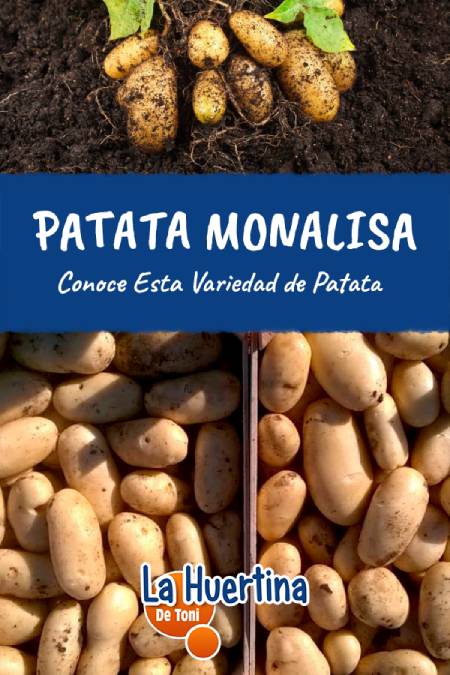 monalisa potato plant monalisa potato plant