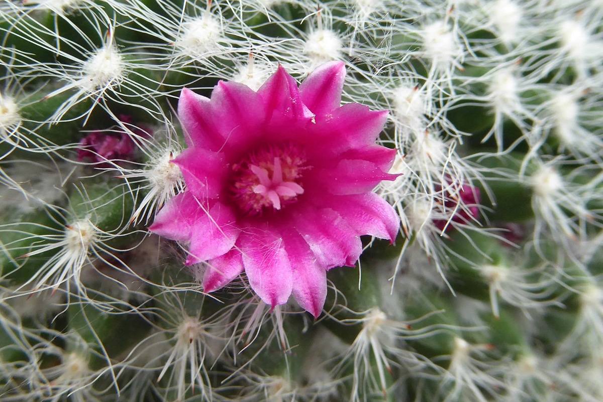Mammillaria hahniana has purple flowers