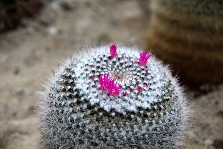 La Mammillaria hahniana es originaria de M&eacute;xico