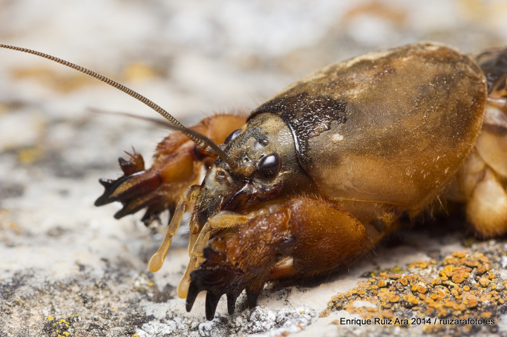 onion cricket