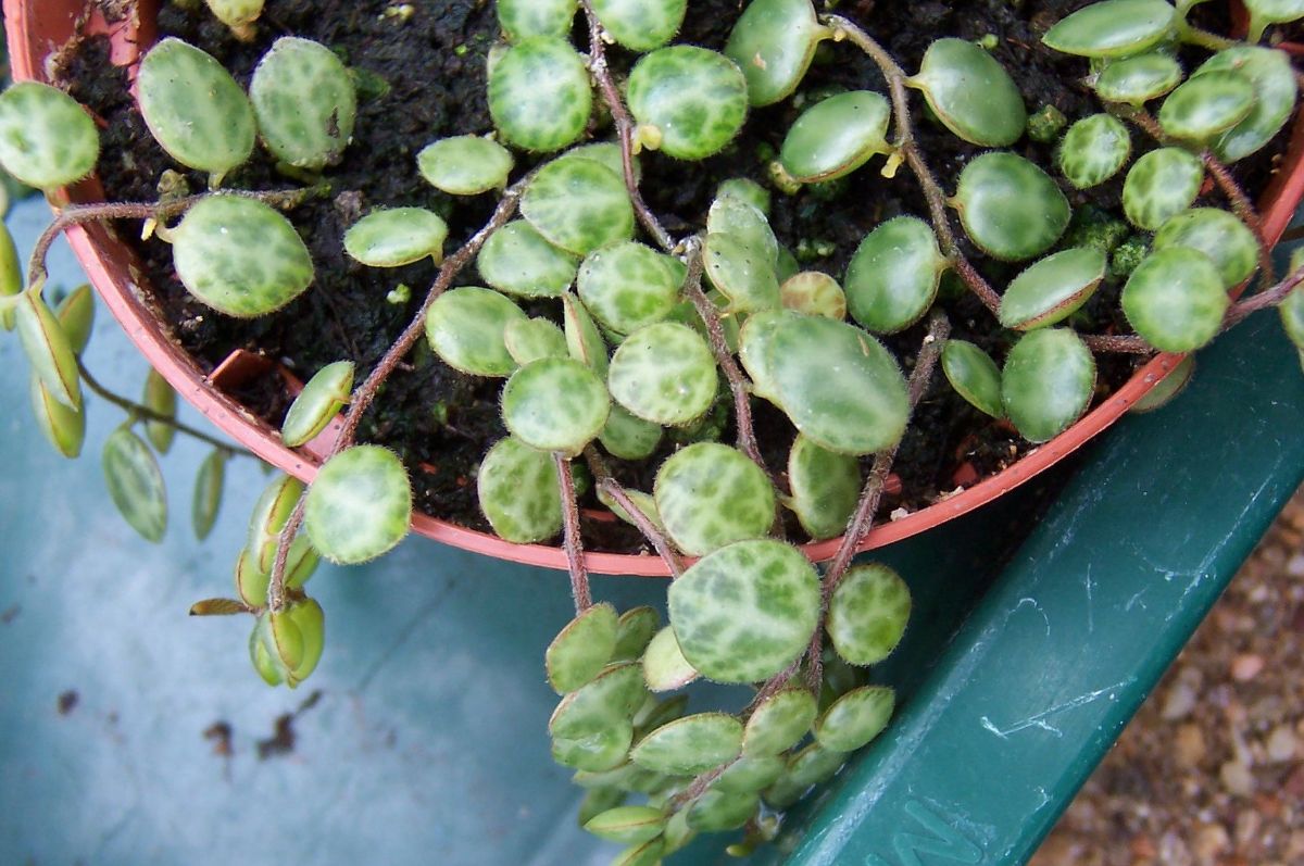 leaf detail
