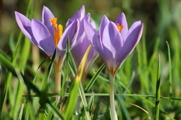 Crocus tommasinianus se conoce tambi&eacute;n como azafr&aacute;n temprano o falso azafr&aacute;n