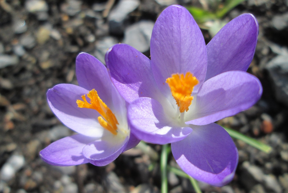 Crocus tommasinianus has lilac flowers