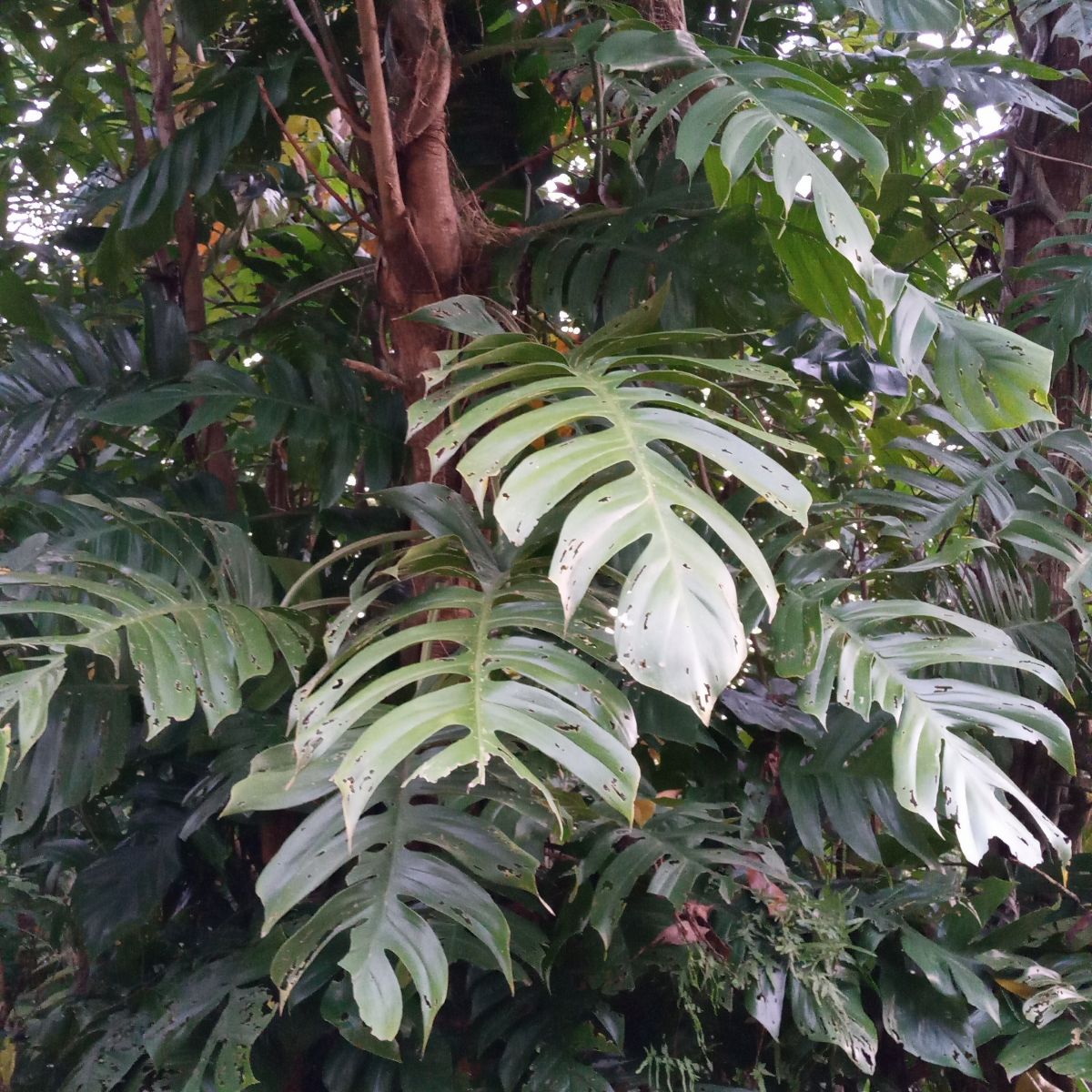 pests that can affect the plant