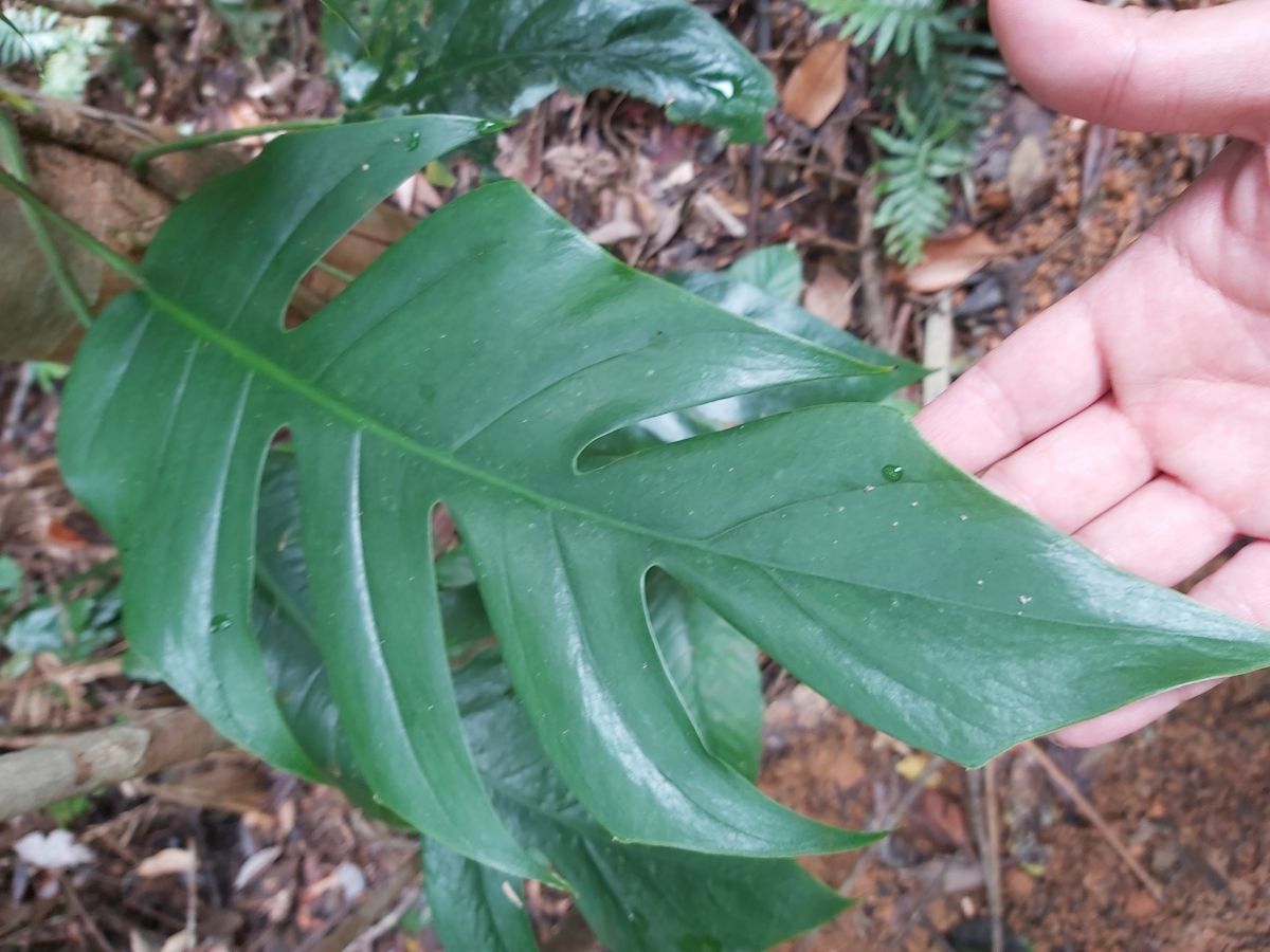 Detail of the leaf of this plant