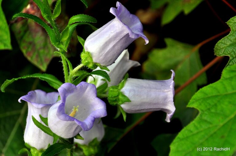 La floraci&oacute;n de la Campanula medium tiene lugar en mayo