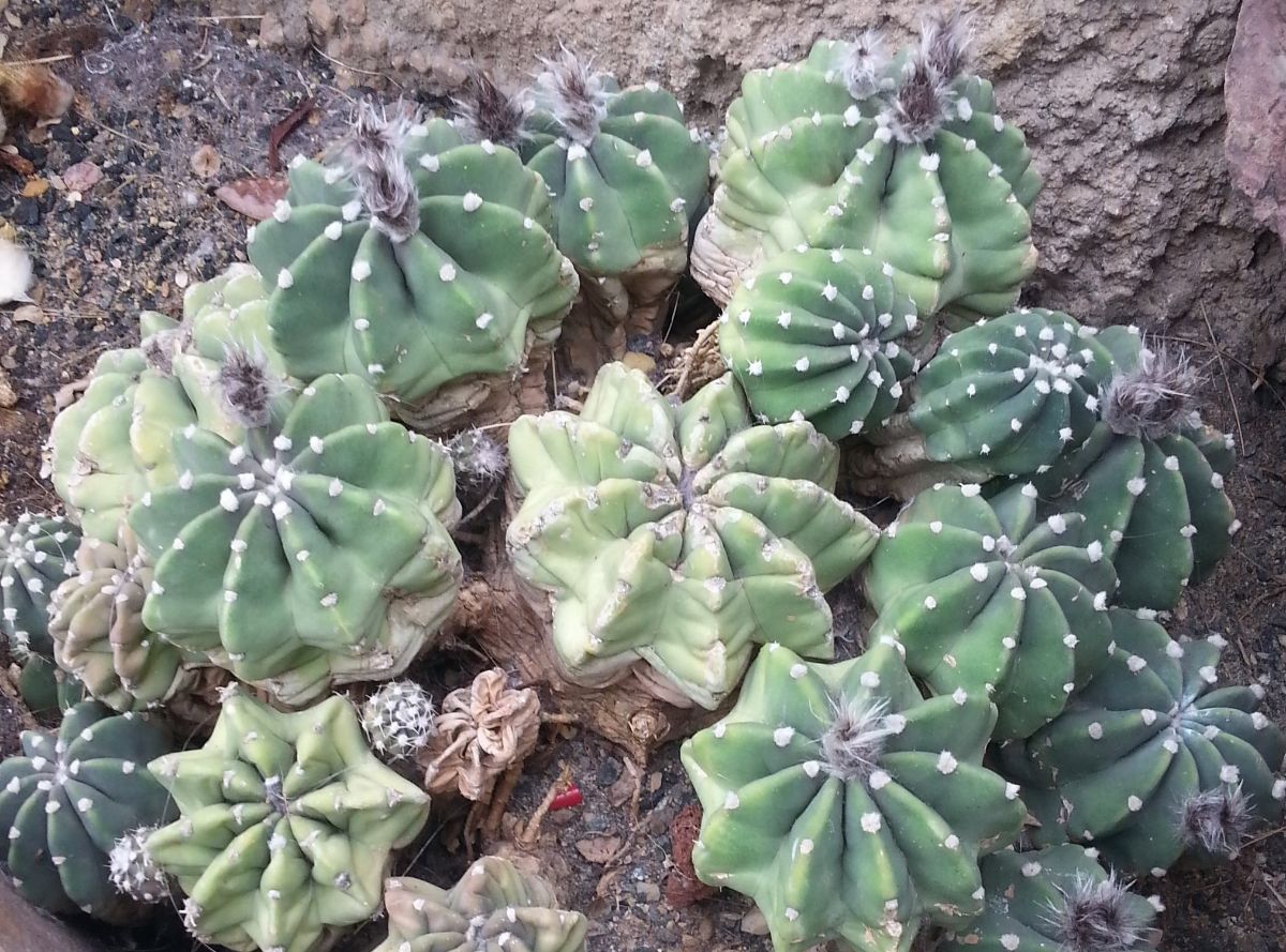 cacti group