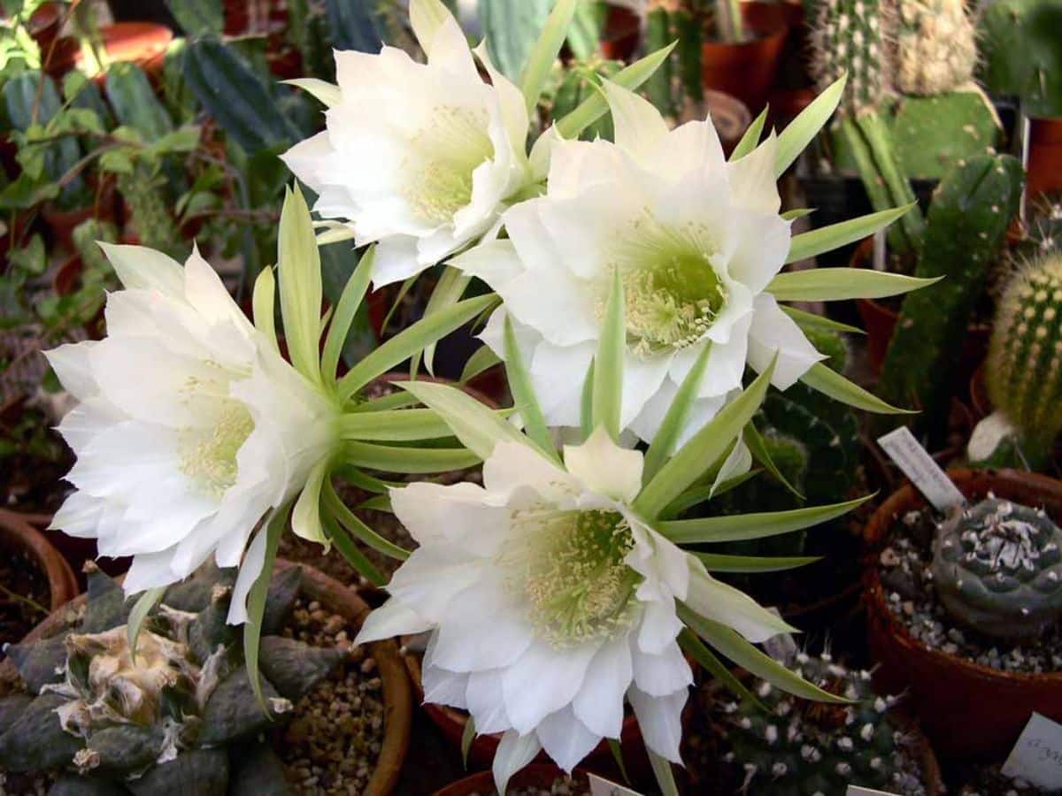 flower details