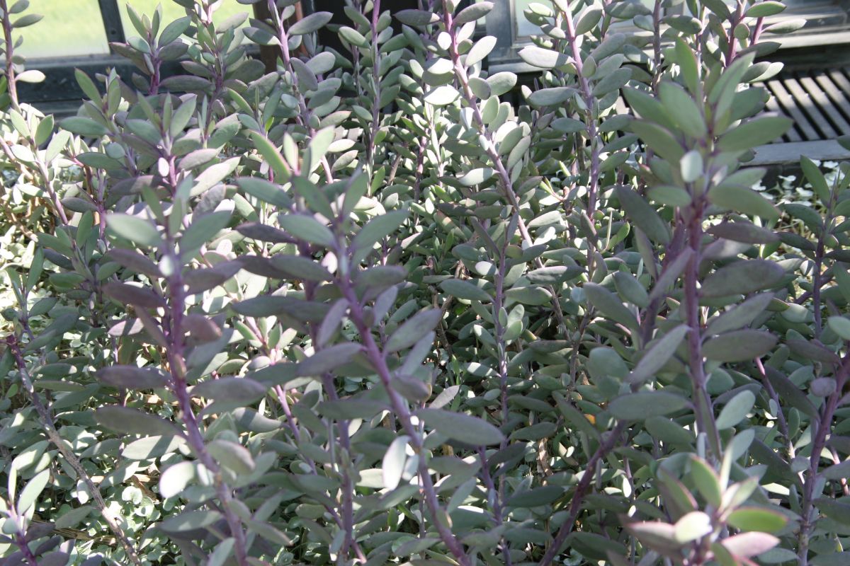 this plant needs sun to thrive